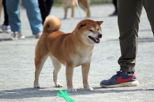 販売中の柴犬の父親